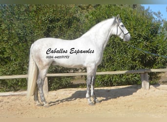 PRE Mix, Stallone, 7 Anni, 166 cm, Grigio