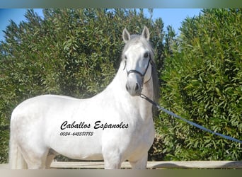 PRE Mix, Stallone, 7 Anni, 166 cm, Grigio