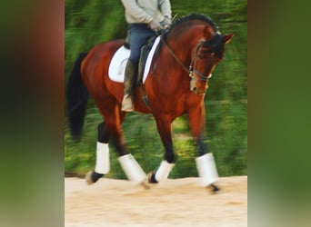 PRE, Stallone, 7 Anni, 167 cm, Baio ciliegia