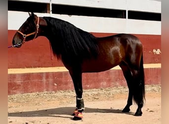 PRE Mix, Stallone, 7 Anni, 167 cm, Baio scuro