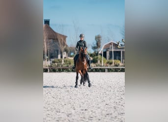 PRE Mix, Stallone, 7 Anni, 167 cm, Baio scuro