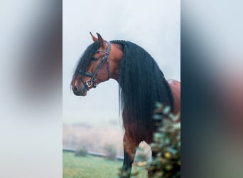 PRE Mix, Stallone, 7 Anni, 167 cm, Baio scuro