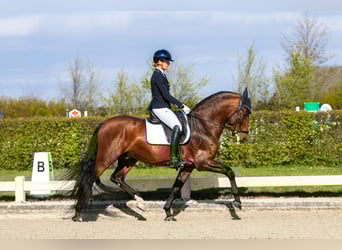 PRE Mix, Stallone, 7 Anni, 167 cm, Baio scuro