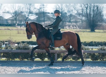PRE Mix, Stallone, 7 Anni, 167 cm, Baio scuro
