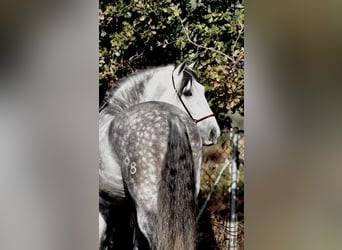 PRE Mix, Stallone, 7 Anni, 167 cm, Grigio