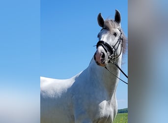 PRE, Stallone, 7 Anni, 167 cm, Grigio