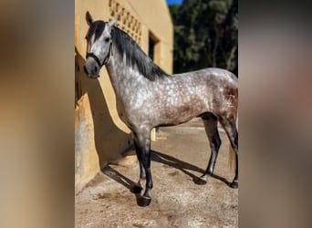 PRE Mix, Stallone, 7 Anni, 167 cm, Grigio pezzato