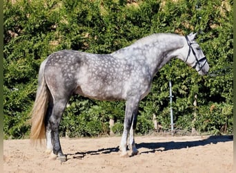 PRE Mix, Stallone, 7 Anni, 168 cm, Grigio