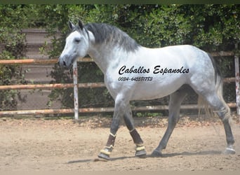 PRE, Stallone, 7 Anni, 168 cm, Grigio