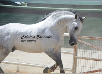 PRE, Stallone, 7 Anni, 168 cm, Grigio