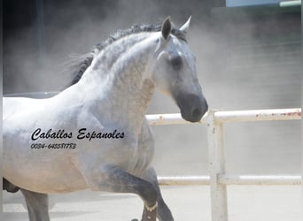 PRE, Stallone, 7 Anni, 168 cm, Grigio