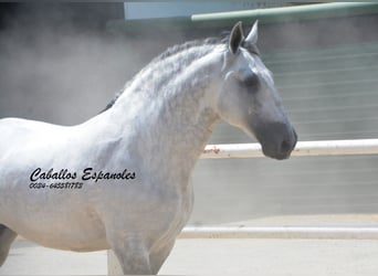 PRE, Stallone, 7 Anni, 168 cm, Grigio