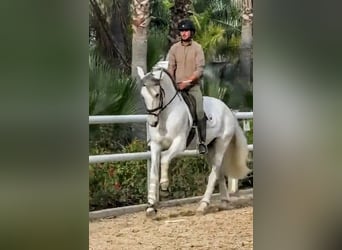 PRE, Stallone, 7 Anni, 168 cm, Grigio