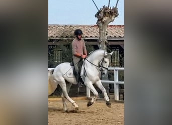 PRE, Stallone, 7 Anni, 168 cm, Grigio