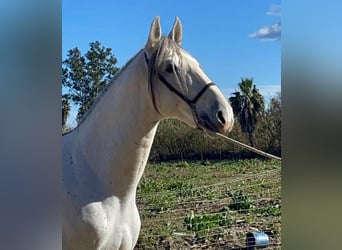 PRE Mix, Stallone, 7 Anni, 168 cm, Grigio