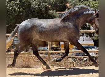 PRE Mix, Stallone, 7 Anni, 168 cm, Grigio