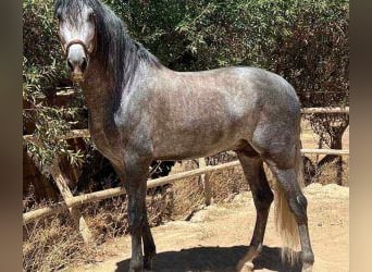PRE Mix, Stallone, 7 Anni, 168 cm, Grigio