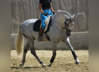 PRE, Stallone, 7 Anni, 168 cm, Grigio pezzato