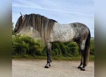 PRE Mix, Stallone, 7 Anni, 168 cm, Grigio pezzato