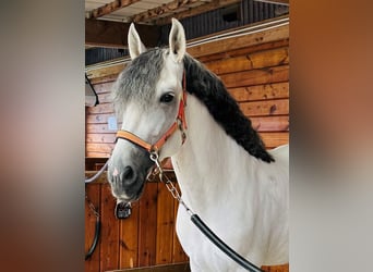 PRE, Stallone, 7 Anni, 169 cm, Grigio