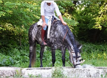 PRE, Stallone, 7 Anni, 169 cm, Grigio
