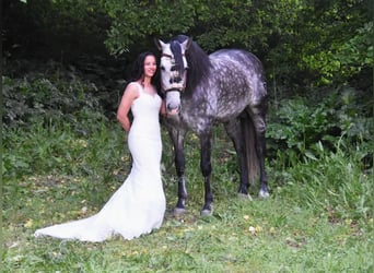 PRE, Stallone, 7 Anni, 169 cm, Grigio