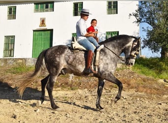 PRE, Stallone, 7 Anni, 169 cm, Grigio