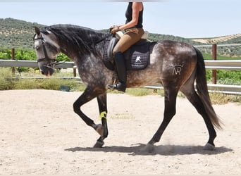 PRE, Stallone, 7 Anni, 169 cm, Grigio