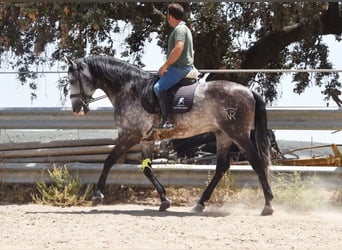 PRE, Stallone, 7 Anni, 169 cm, Grigio