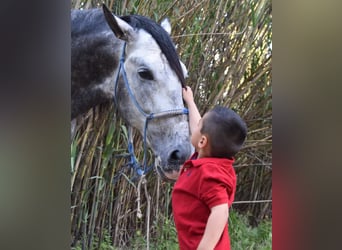 PRE, Stallone, 7 Anni, 169 cm, Grigio
