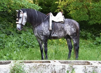 PRE, Stallone, 7 Anni, 169 cm, Grigio