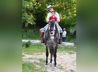 PRE, Stallone, 7 Anni, 169 cm, Grigio