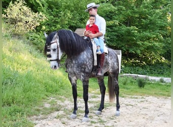 PRE, Stallone, 7 Anni, 169 cm, Grigio