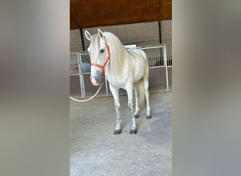 PRE Mix, Stallone, 7 Anni, 169 cm, Grigio