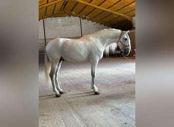 PRE Mix, Stallone, 7 Anni, 169 cm, Grigio