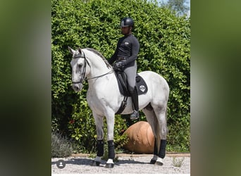 PRE Mix, Stallone, 7 Anni, 170 cm, Grigio