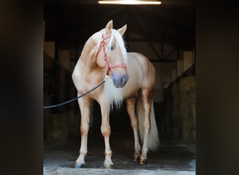 PRE Mix, Stallone, 7 Anni, 171 cm, Palomino