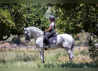 PRE, Stallone, 7 Anni, 173 cm, Grigio
