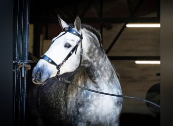PRE, Stallone, 7 Anni, 173 cm, Grigio pezzato