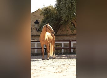 PRE Mix, Stallone, 7 Anni, 176 cm, Palomino