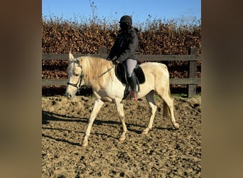 PRE Mix, Stallone, 8 Anni, 155 cm, Pezzato