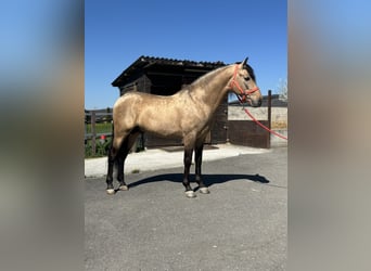 PRE Mix, Stallone, 8 Anni, 157 cm, Pelle di daino