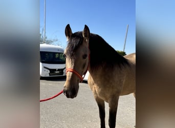 PRE Mix, Stallone, 8 Anni, 157 cm, Pelle di daino