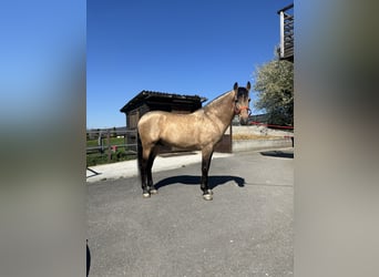 PRE Mix, Stallone, 8 Anni, 157 cm, Pelle di daino