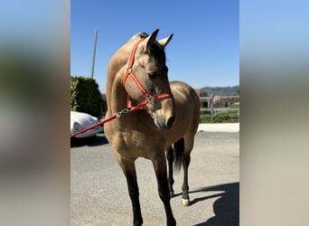 PRE Mix, Stallone, 8 Anni, 157 cm, Pelle di daino