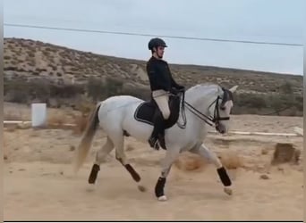 PRE Mix, Stallone, 8 Anni, 158 cm, Grigio pezzato