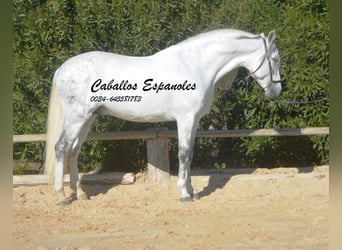 PRE Mix, Stallone, 8 Anni, 161 cm, Grigio