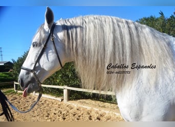 PRE Mix, Stallone, 8 Anni, 161 cm, Grigio