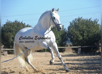 PRE Mix, Stallone, 8 Anni, 161 cm, Grigio