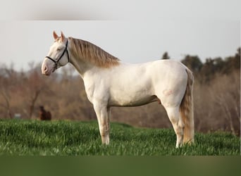 PRE Mix, Stallone, 8 Anni, 161 cm, Perlino